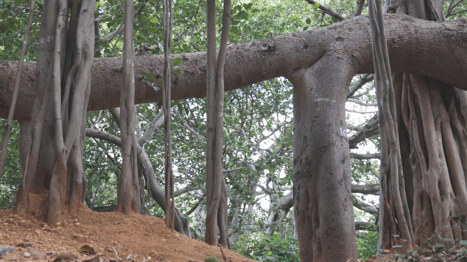 Purvaphalguni Nakshatra Tree Which Is The Tree Associated With